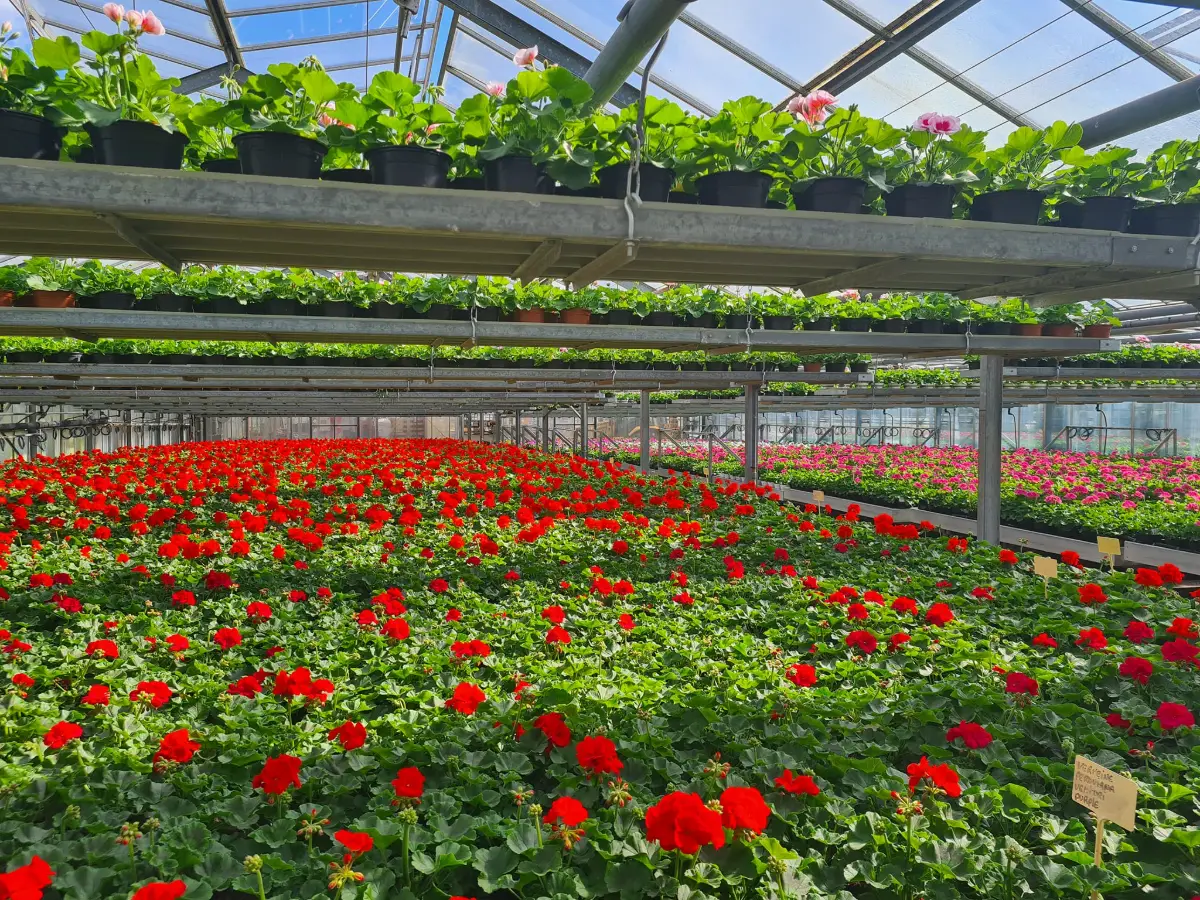 Intérieur des serres de production Fleurs Ernst