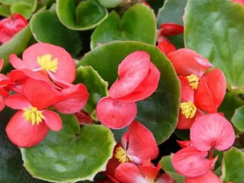 Bégonias rouges à feuillage vert
