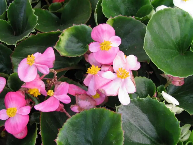 Bégonias roses et blancs en fleur