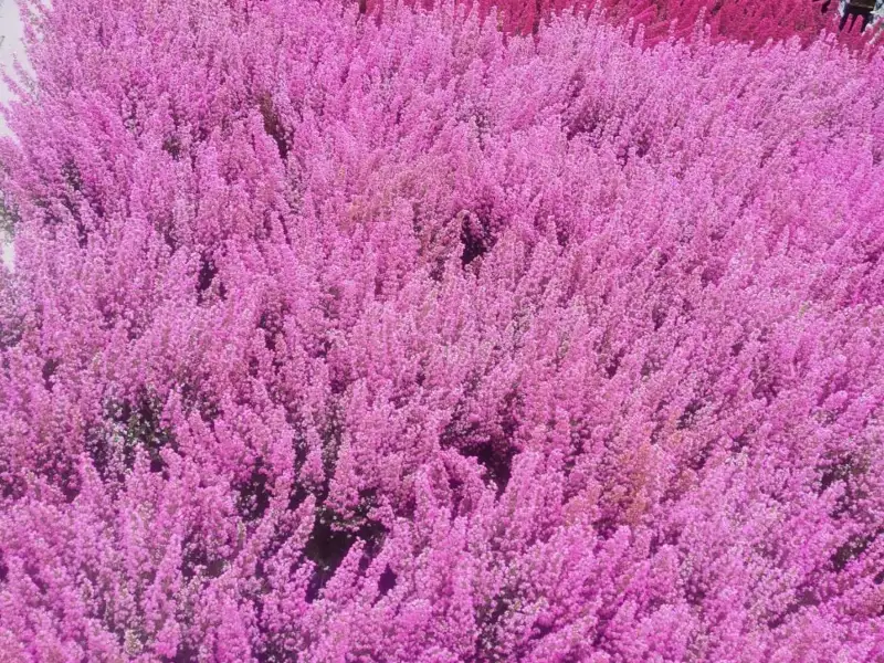 Bruyères roses et pourpres en fleur