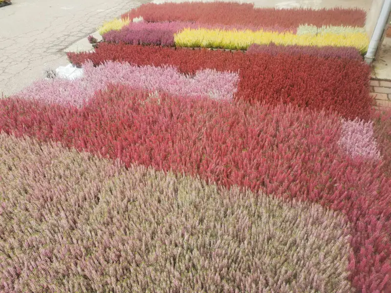 Camaïeu de bruyères rouges, roses et jaunes en production