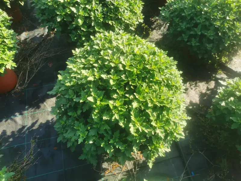 Chrysanthème en boule au feuillage vert avant floraison