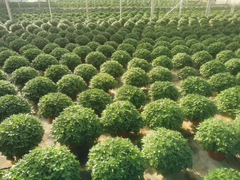 Culture de chrysanthèmes en pots sous serre