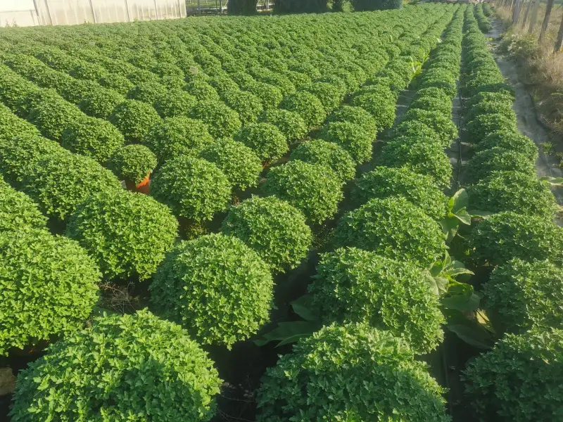 Rangées de chrysanthèmes en production pour la Toussaint