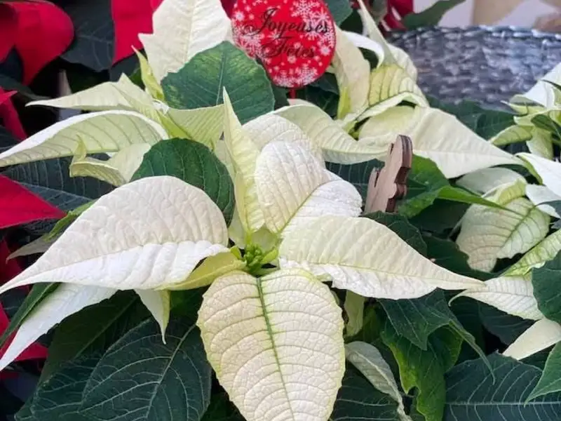 Étoiles de Noël blanches et rouges