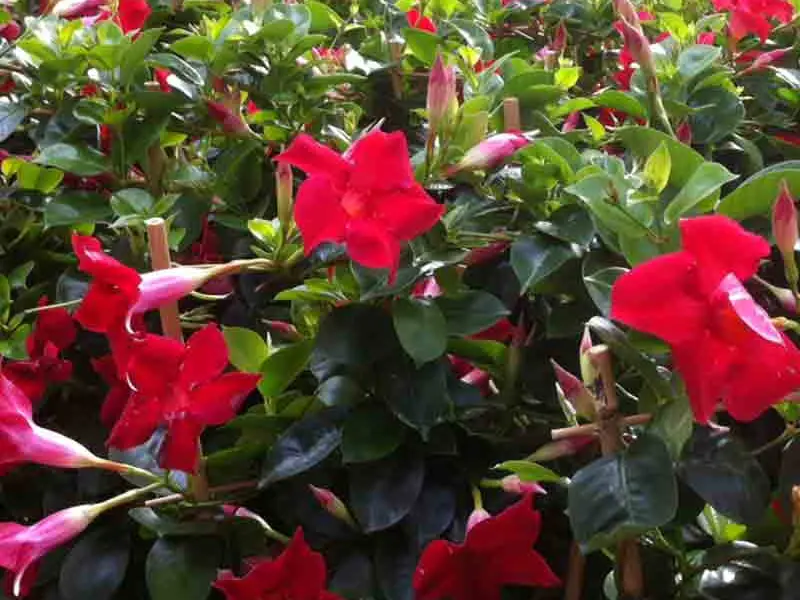 Dipladénias rouges en fleur