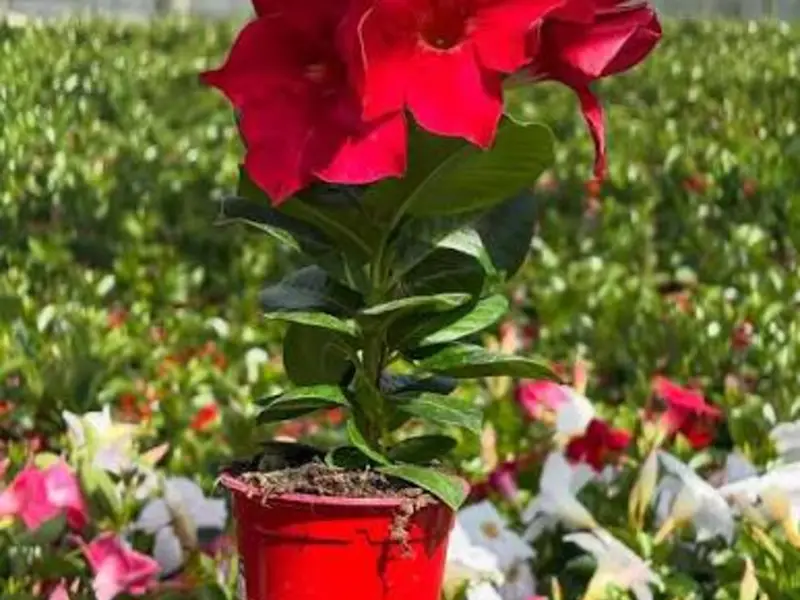Dipladénia rouge en pot