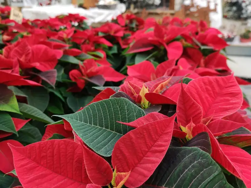 Poinsettias rouges en pot