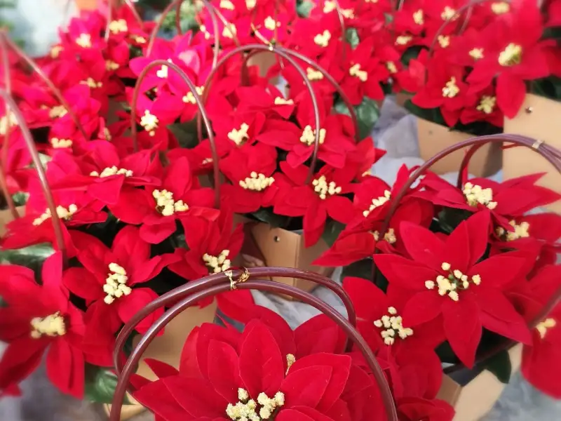 Étoiles de Noël présentées en magasin