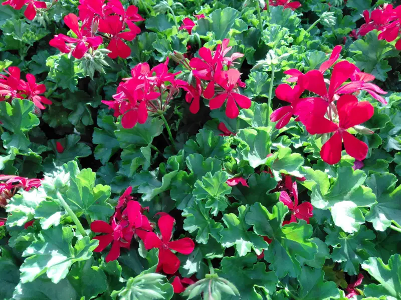 Géraniums rouges en fleurs