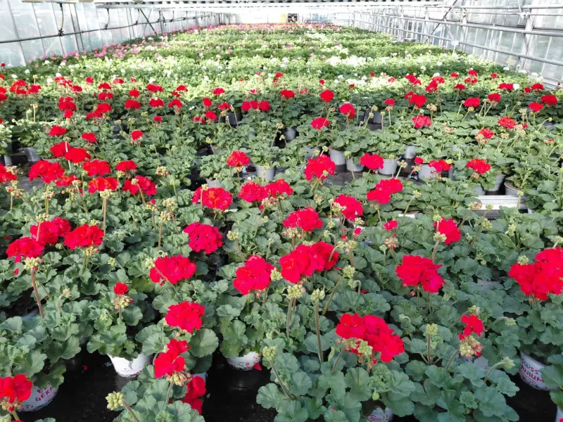 Géraniums rouges en pots dans la serre