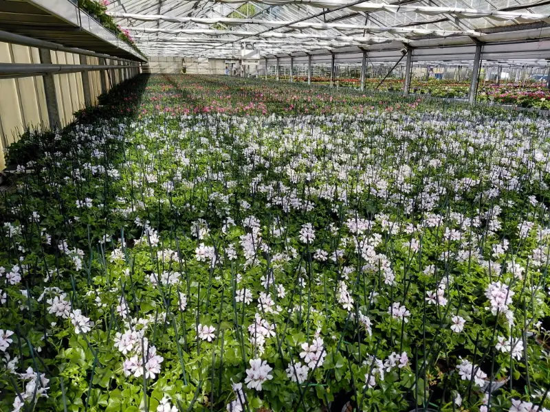 Géraniums blancs et roses en production