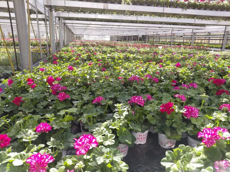 Géraniums roses et fuchsia en serre