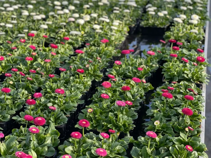Pâquerettes roses en fleur