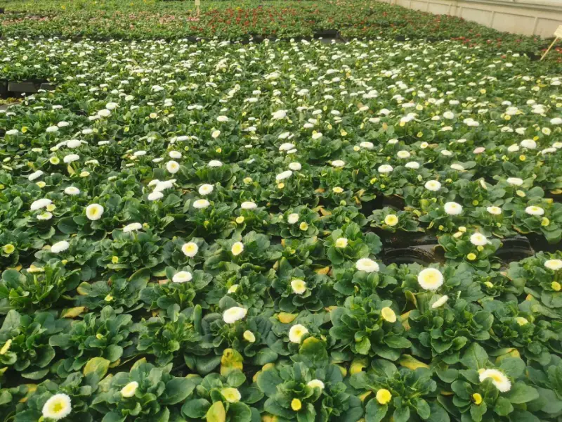 Pâquerettes blanches en production sous serre