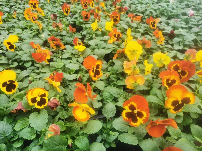 Pensées orange et jaunes en fleur