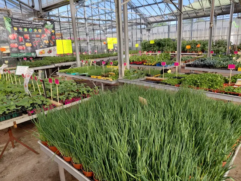 Plants potagers variés en serre — cébettes et aromatiques
