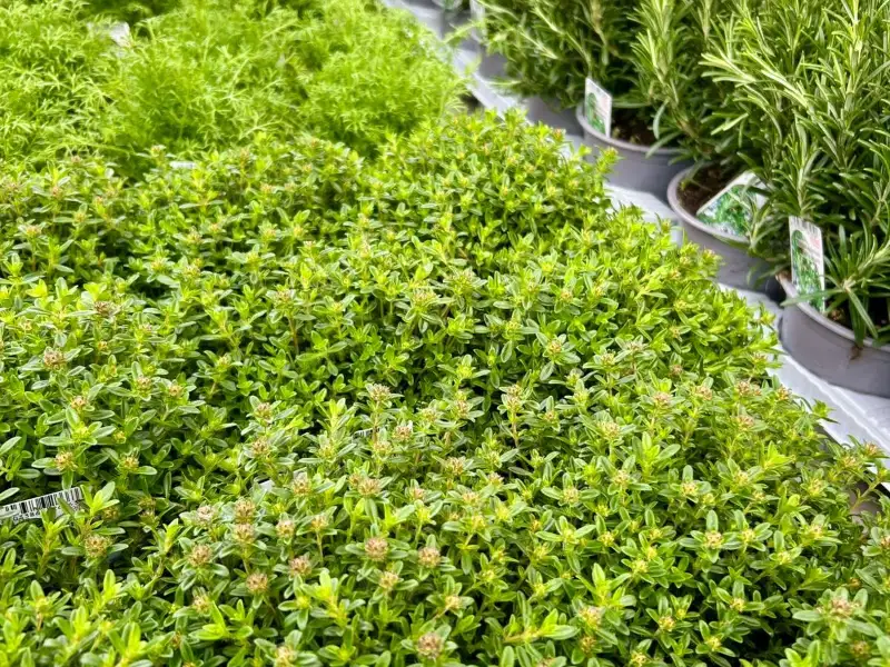 Plants aromatiques : thym et romarin