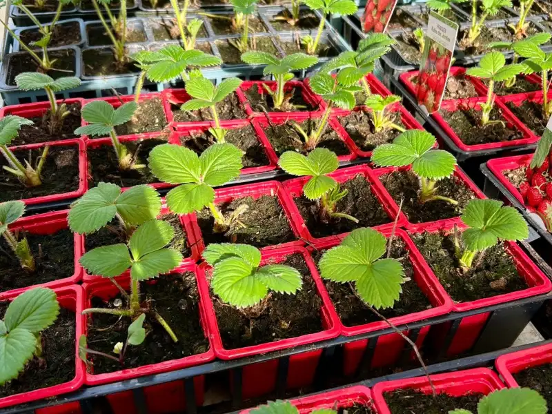 Plants de fraisiers