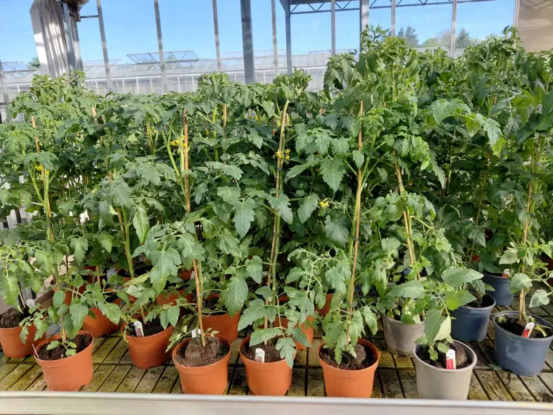Plants de tomates sur tuteurs