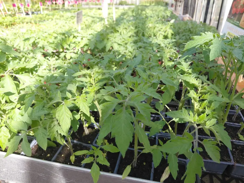 Jeunes plants de tomates en godets