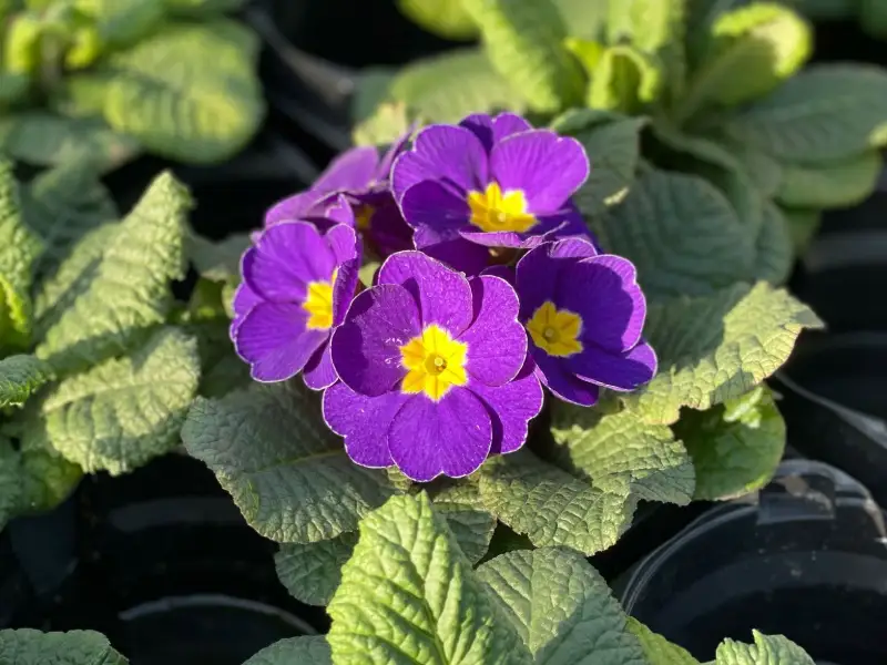 Primevère violette à cœur jaune