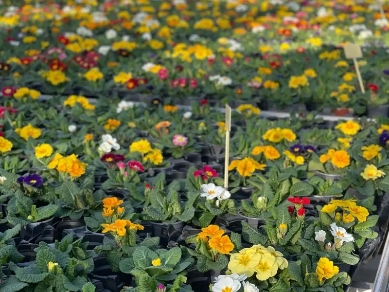 Primevères multicolores en serre