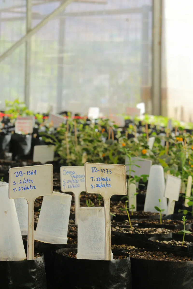 Plants en pots étiquetés cultivés sous serre