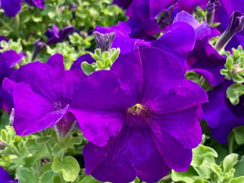 Surfinia violet en fleur