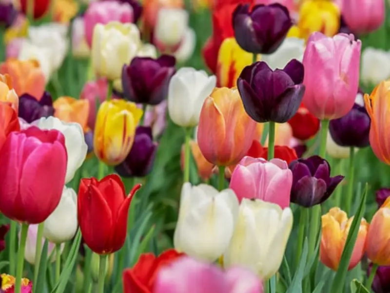 Tulipes multicolores en fleur