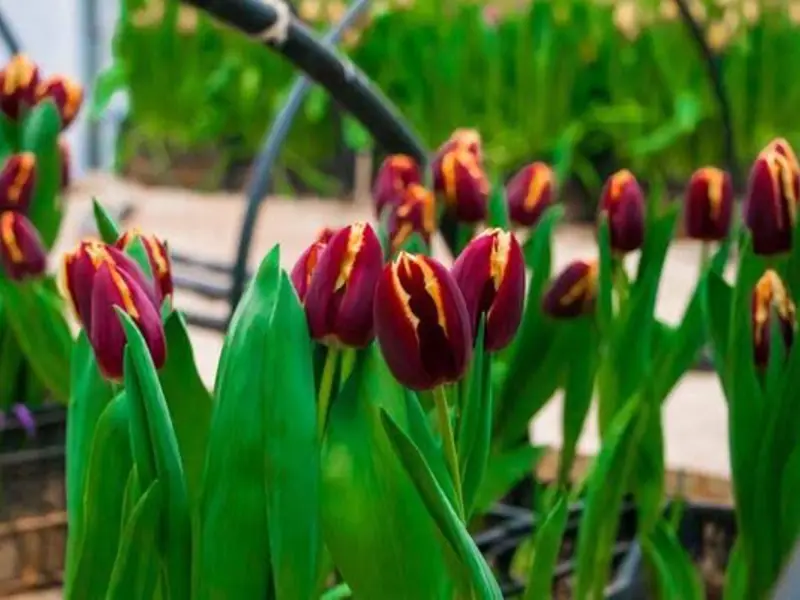 Tulipes pourpres et jaunes cultivées sous serre